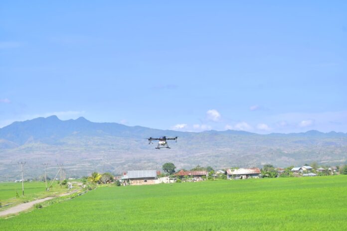 Drone Sprayer sedang diterbangkan untuk membasmi Hama Wereng dan Penggerek Batang. (foto : Gonsalez)