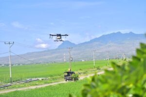 Drone Sprayer saat digunakan untuk menyemprot hama padi di Lembor. (Foto : Gonsalez)