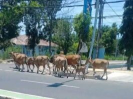 Ternak liar yang berkeliaran di jalan umum di Labuan Bajo. (Foto : Ist.)