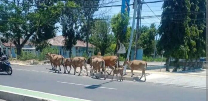 Ternak liar yang berkeliaran di jalan umum di Labuan Bajo. (Foto : Ist.)