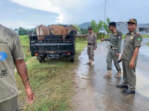 Anggota Satpol PP Mabar saat mengamankan Sapi 'liar' di Wae Mata. (Foto : Dok. Satpol PP)