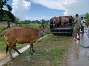 Sejumlah Sapi yang diamankan petugas (Foto : Dok. Satpol PP)