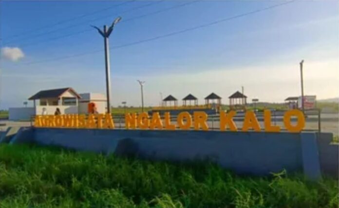 Agrowisata Ngalor Kalo di Desa Siru Kecamatan Lembor. (Foto : Ferdy Jemaun)