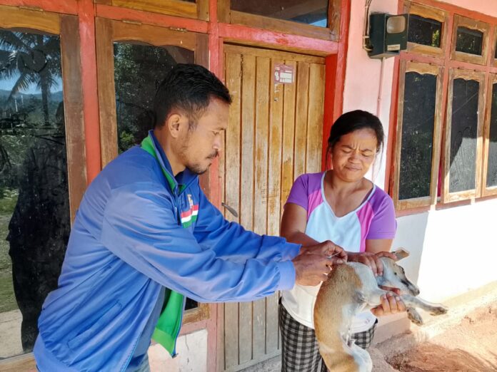 Petugas sedang melakukan suntik vaksin pada HPR Anjing. (Foto : Dok DPKH)