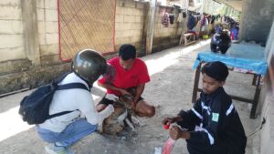 Petugas sedang melakukan suntik vaksin terhadap hewan Anjing. (Foto : Dok DPKH) 