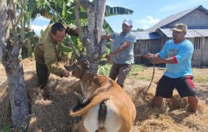 Pelayanan Inseminasi Buatan (IB) pada Sapi yang dilakukan oleh petugas DPKH. (Foto : Dok DPKH)