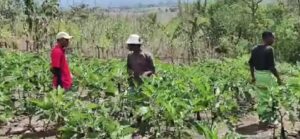 Sayur di kebun KWT Ntala (Foto : Dok. KWT Ntala)
