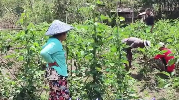 Kebun miliki Kelompok Wanita Tani Ntala di Golo Karot. (Foto : Dok. KWT Ntala)
