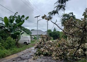 Pohon yang tumbang dan melintasi jalan raya di Rt. 006 Desa Batu Cermin. (Foto : Ferdy Jemaun)