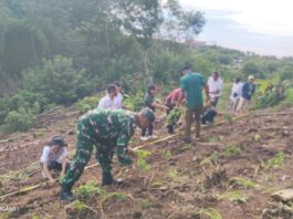 Penanaman simbolis Ubi Jalar Ungu di lahan Bumdes Raes Cama Desa Gorontalo. (Foto : Dok. Bumdes)