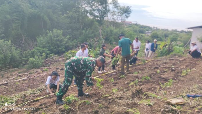 Penanaman simbolis Ubi Jalar Ungu di lahan Bumdes Raes Cama Desa Gorontalo. (Foto : Dok. Bumdes)
